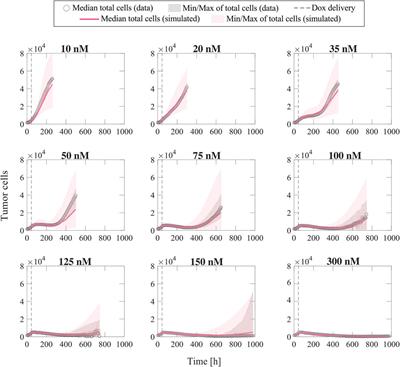 Mathematical characterization of population dynamics in breast cancer cells treated with doxorubicin